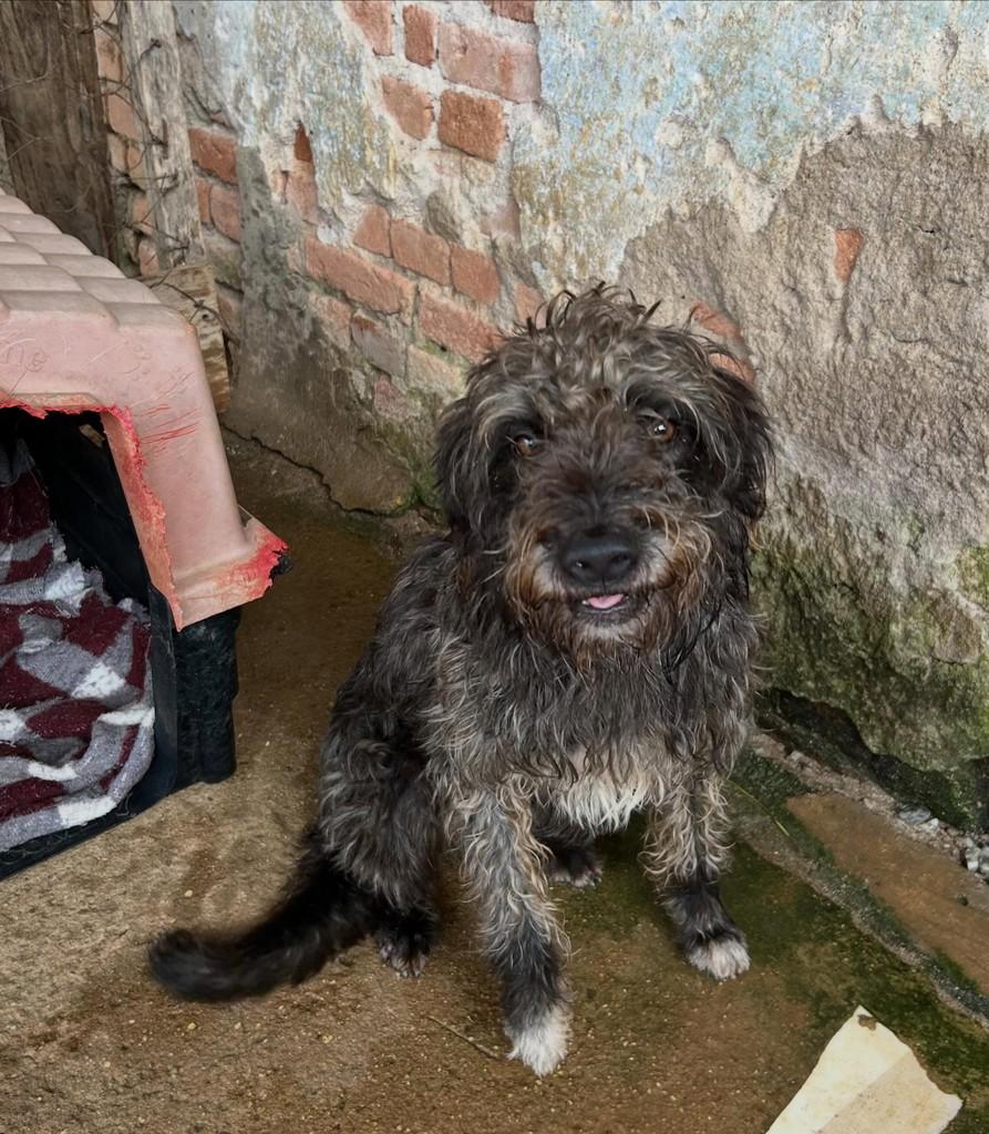 Dudu, cachorro de porte pequeno para adoção em Congonhal - MG