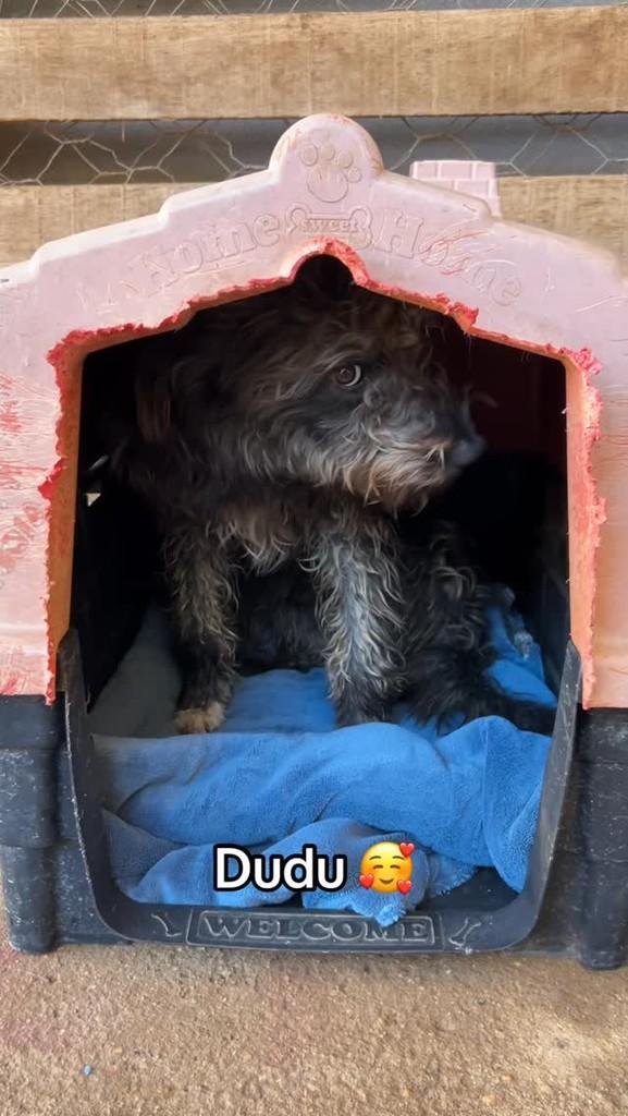 Duduzinho, cachorro de porte médio para adoção em Congonhal - MG