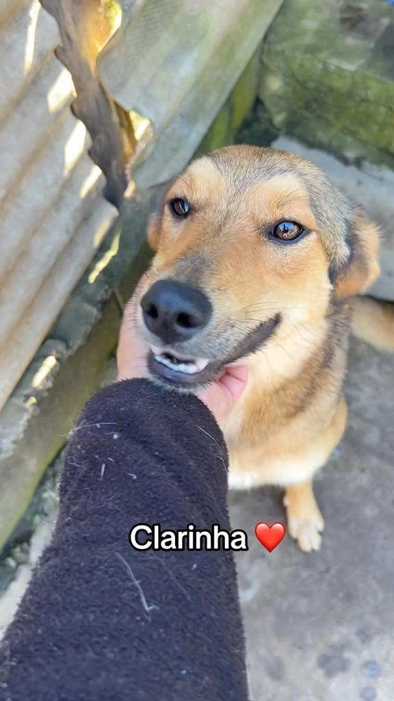 Clara, cachorro para adoção em Congonhal - MG