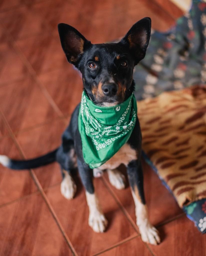 Timóteo, cachorro de porte médio para adoção em Congonhal - MG