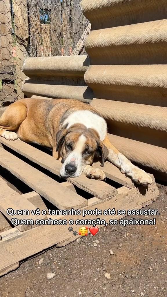 Zeus, cachorro de porte grande para adoção em Congonhal - MG