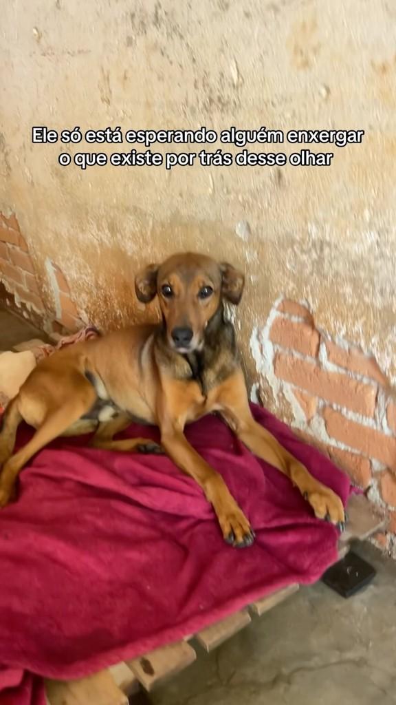 Zeca, cachorro de porte médio para adoção em Congonhal - MG