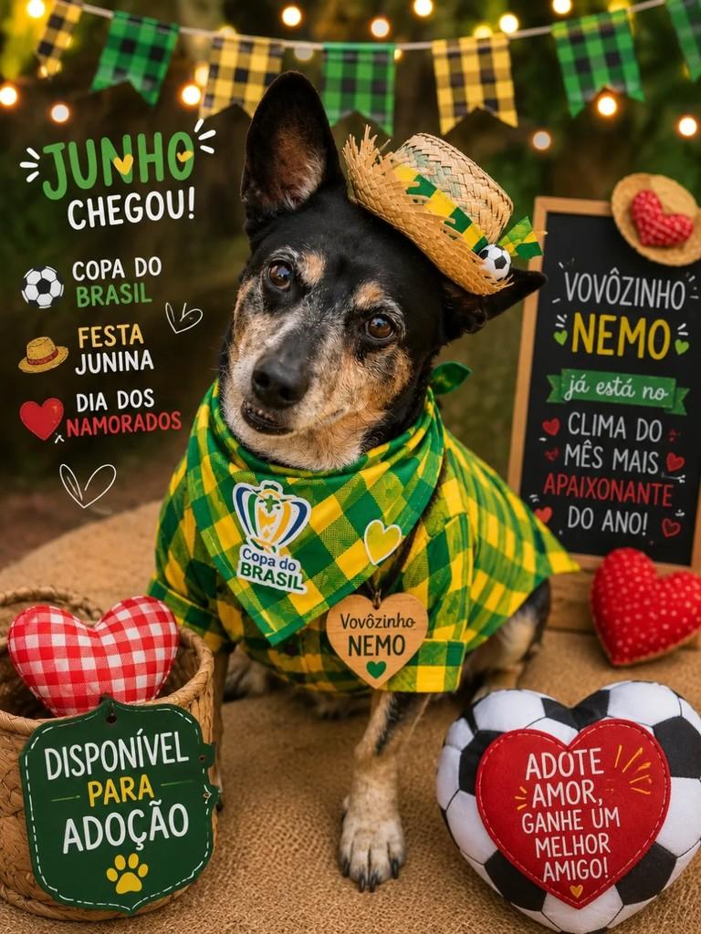 Nemo, cachorro de porte médio para adoção em São Paulo - SP