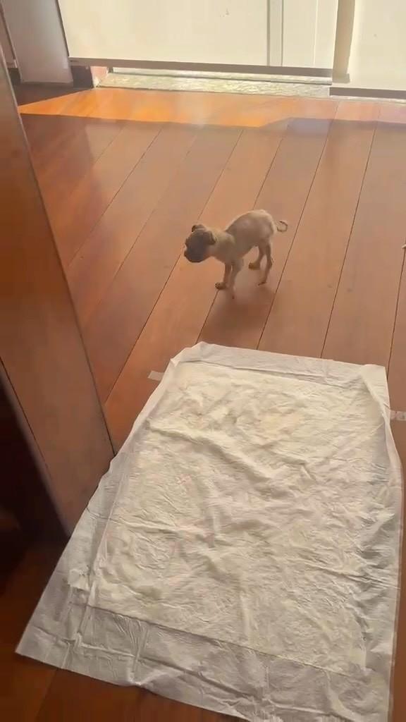 Afonso, cachorro de porte pequeno para adoção em São Paulo - SP