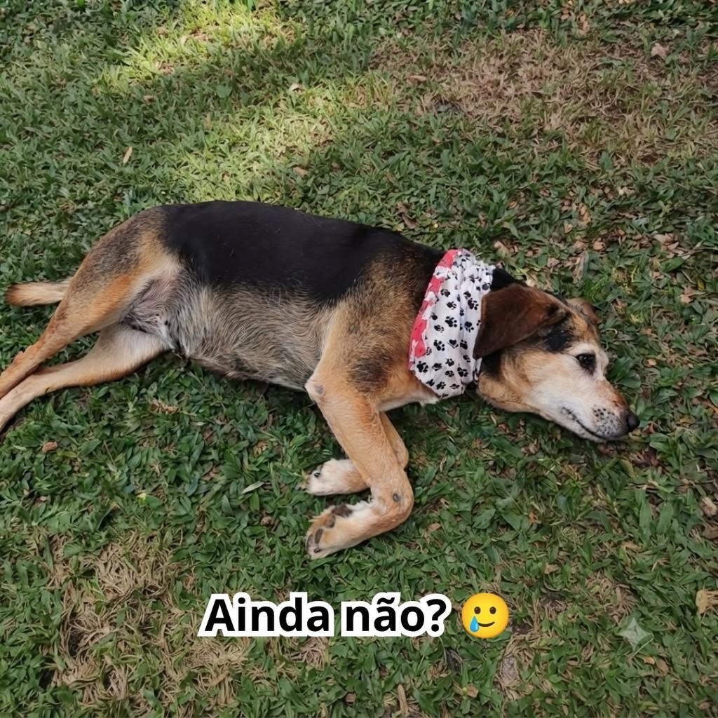 Estrela, cadela de porte médio para adoção em São Paulo - SP