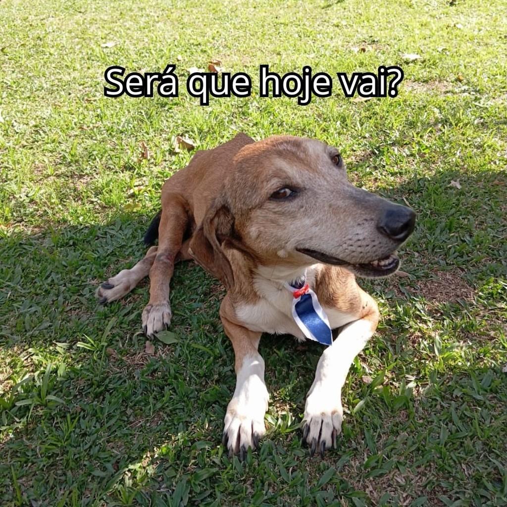 Scooby, cachorro de porte médio para adoção em São Paulo - SP