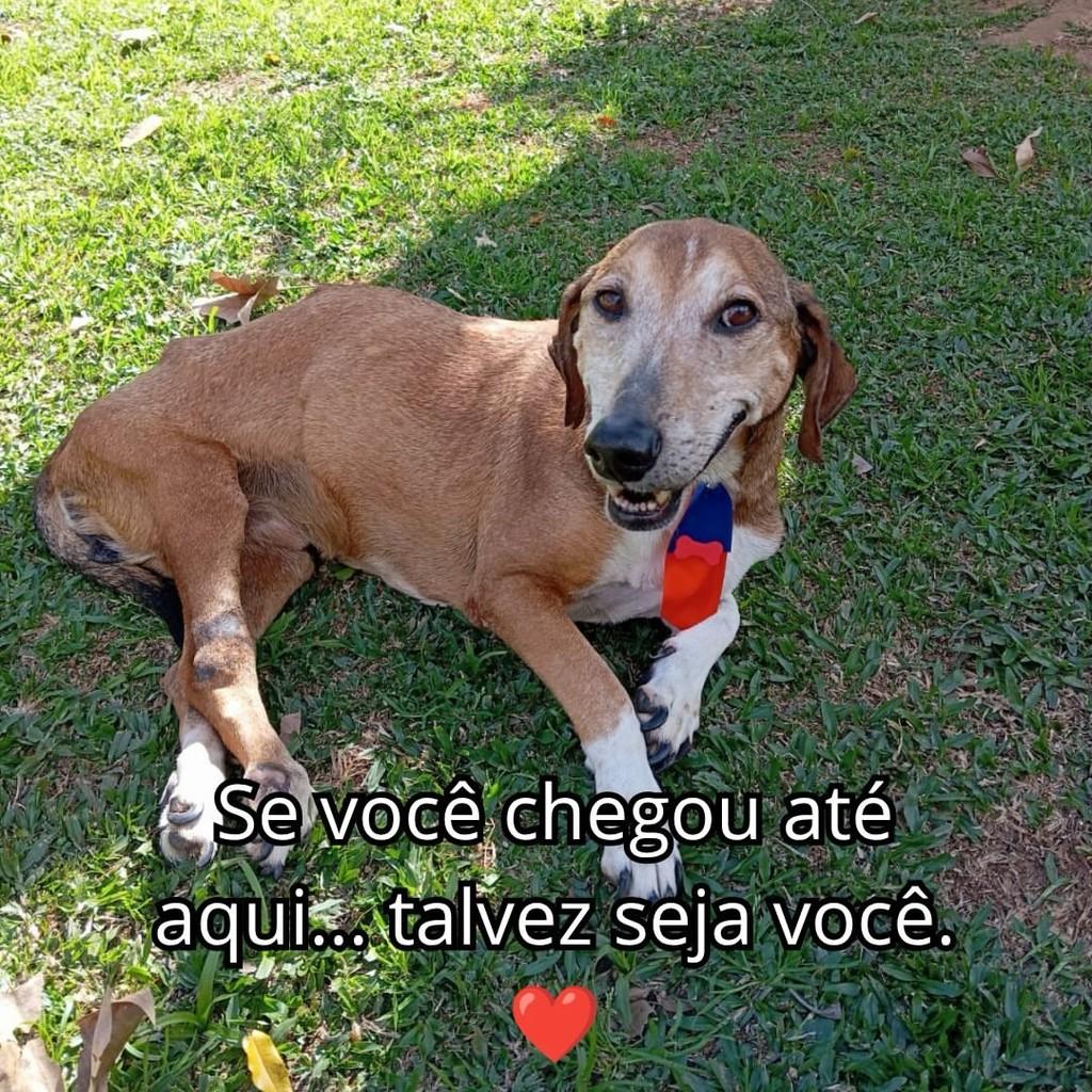 Scooby, cachorro de porte médio para adoção em São Paulo - SP — foto 2 de 2