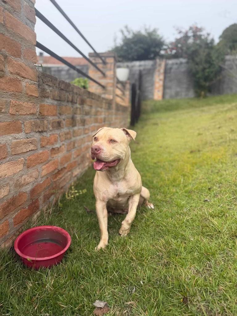 Safira, cachorro de porte médio para adoção em Poços de Caldas - MG