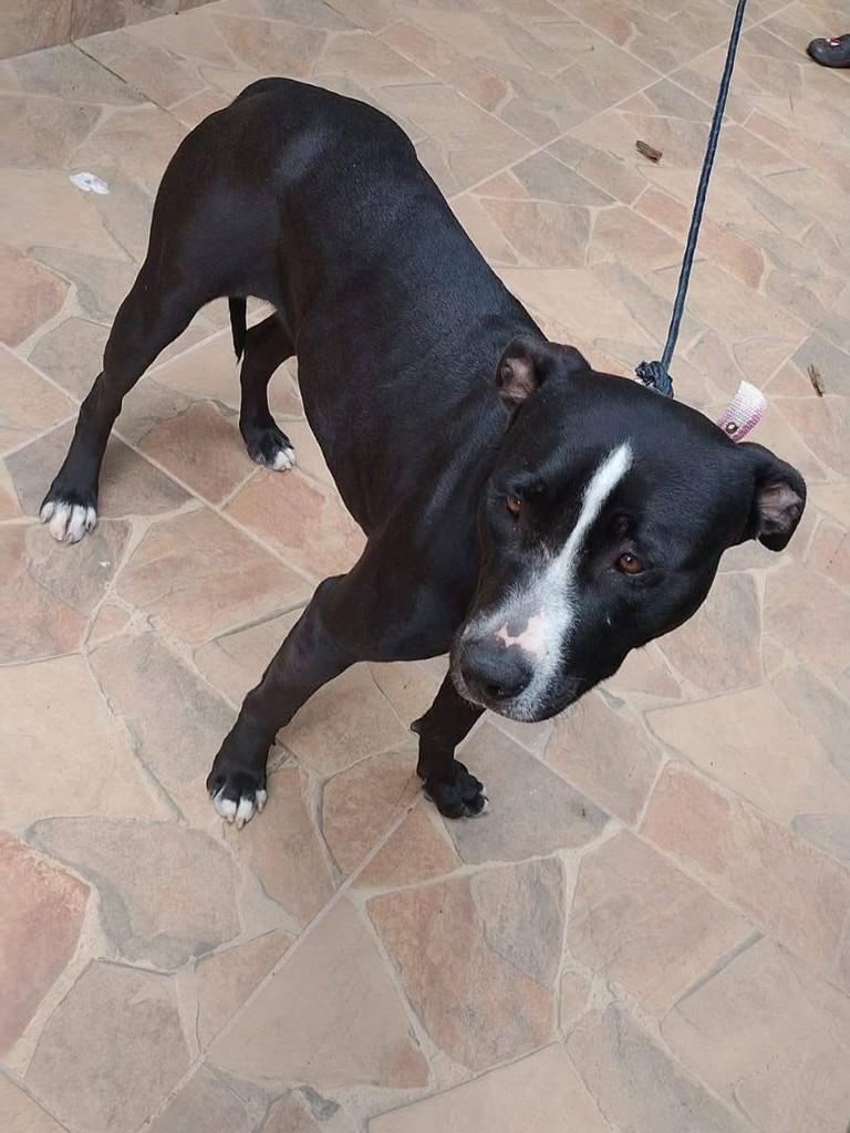 Laica, cadela de porte médio para adoção em Poços de Caldas - MG