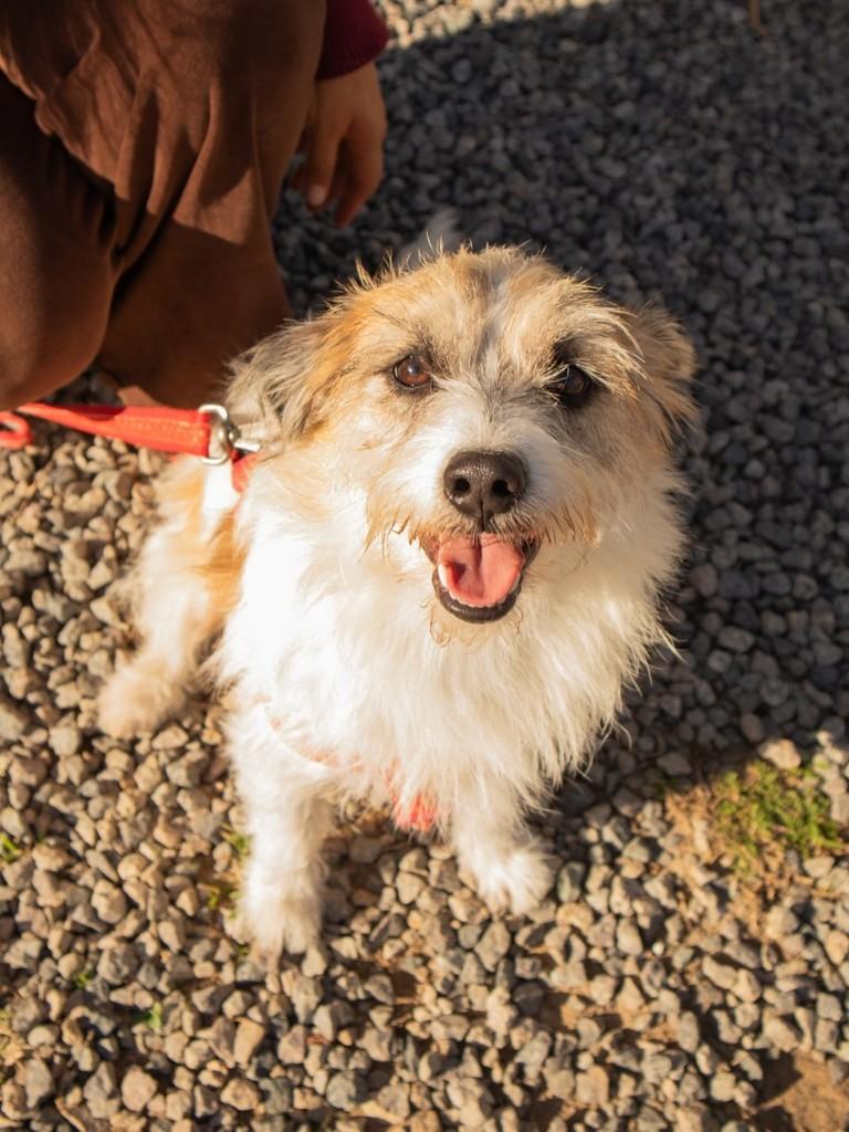 Bingo, cachorro de porte pequeno para adoção em Imbituba - SC