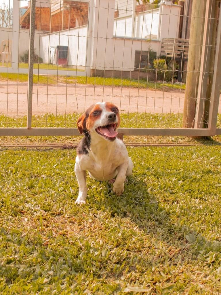 Nina, cadela de porte pequeno para adoção em Imbituba - SC