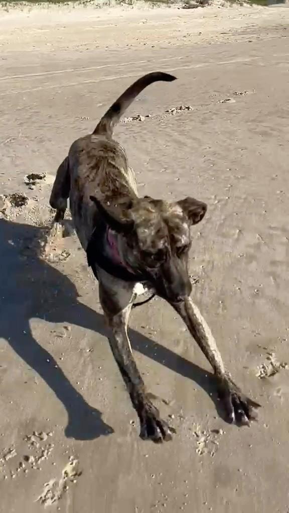 Tigresa, cadela de porte médio para adoção em Imbituba - SC