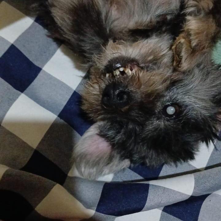 Feijão, cachorro de porte pequeno para adoção em Rio de Janeiro - RJ