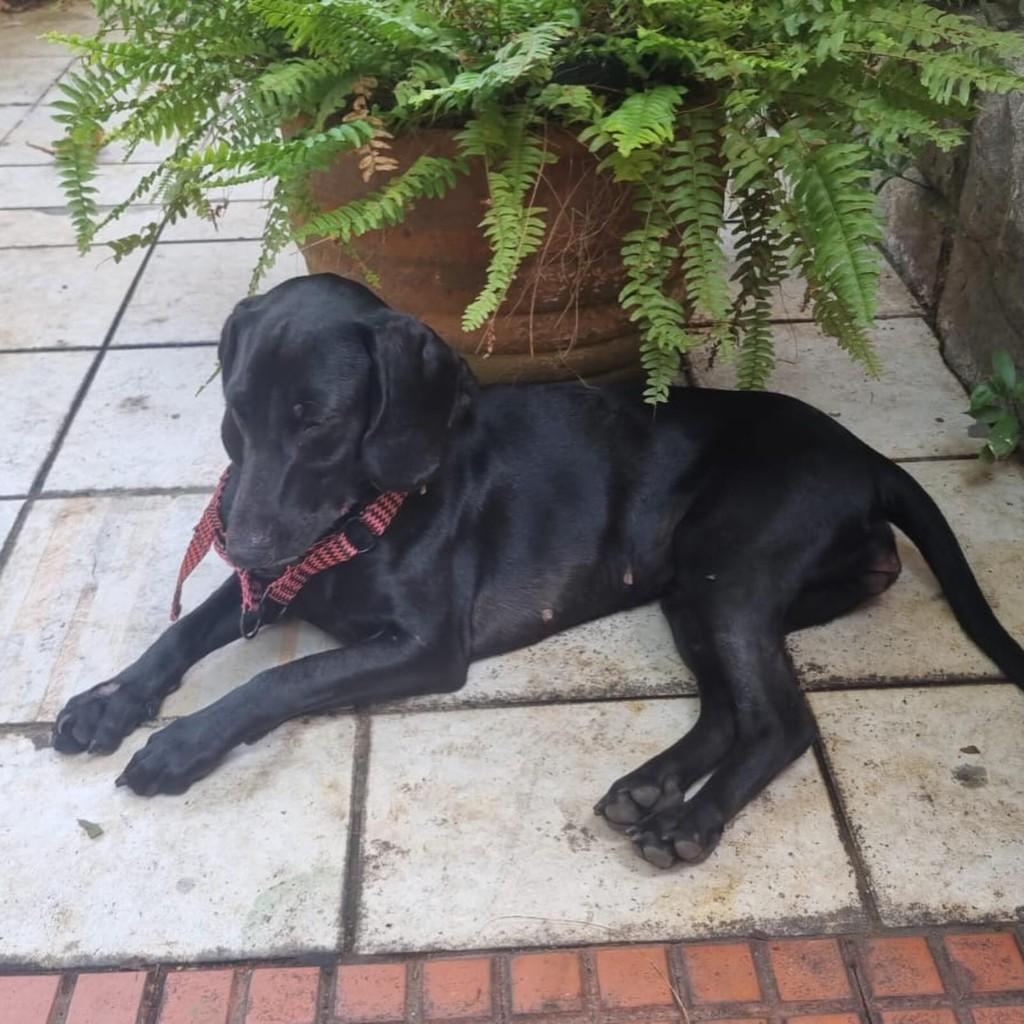 Pretinha, cadela de porte médio para adoção em Botucatu - SP