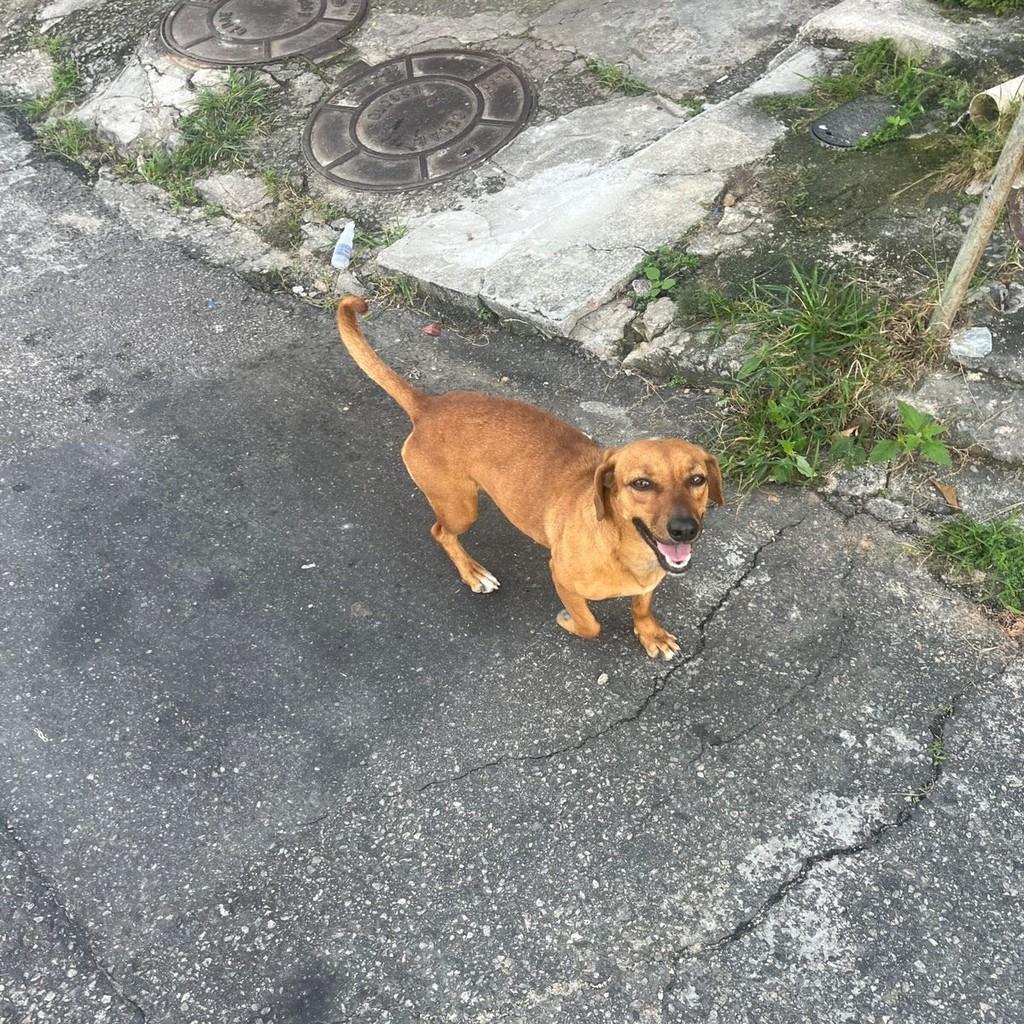 Gigi, cachorro de porte grande para adoção em Rio de Janeiro - RJ