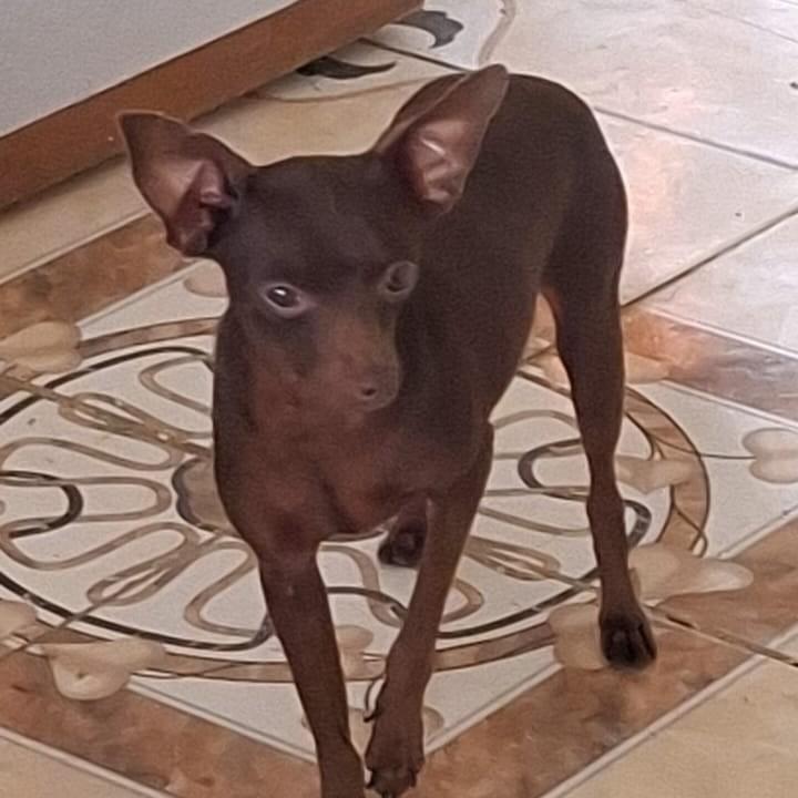 Zeca, cachorro de porte pequeno para adoção em Rio de Janeiro - RJ