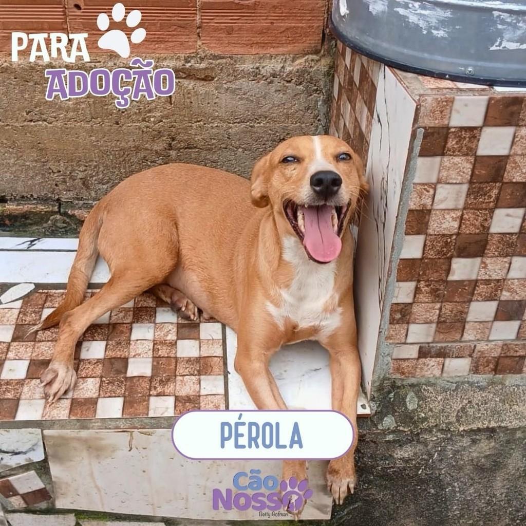 Pérola, cadela de porte médio para adoção em Rio de Janeiro - RJ