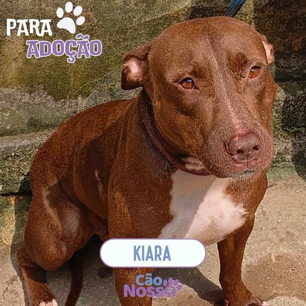 Kiara, cadela de porte médio para adoção em Rio de Janeiro - RJ