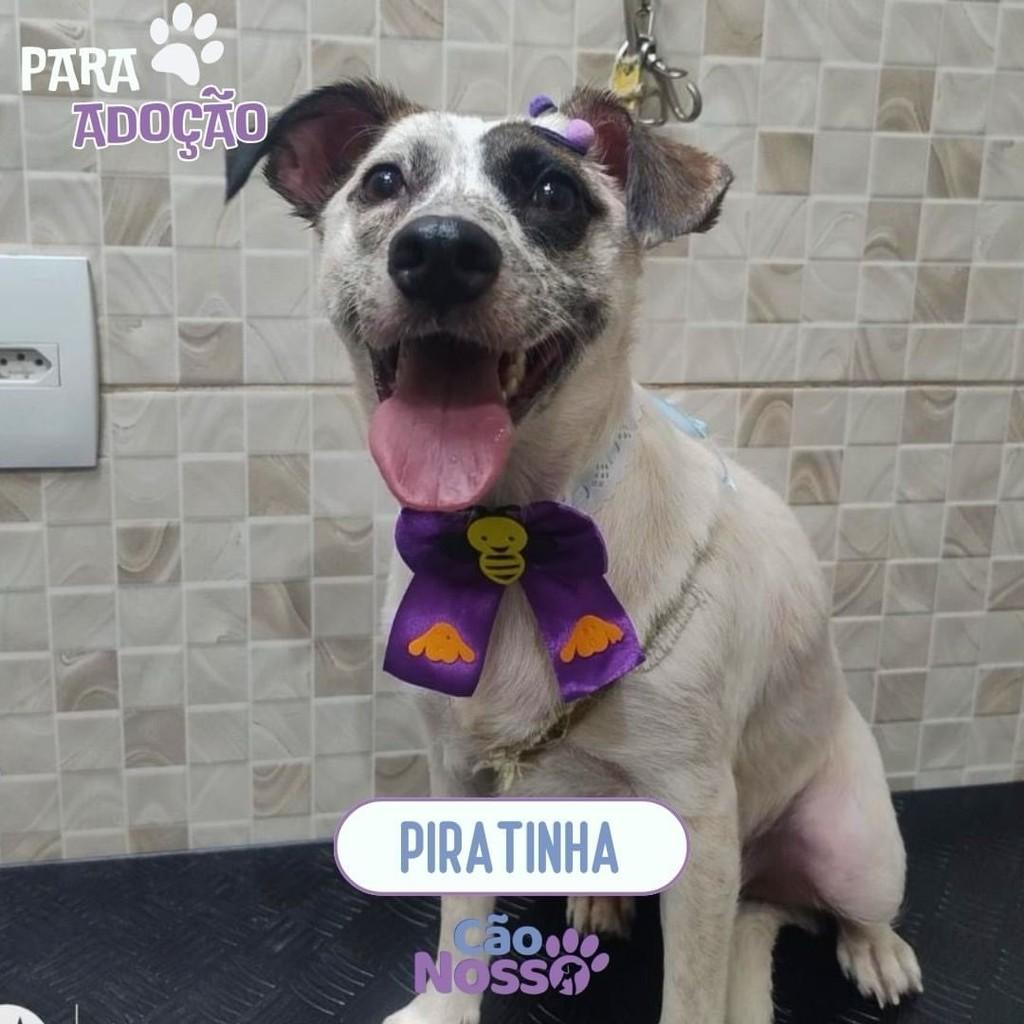 Piratinha, cadela de porte pequeno para adoção em Rio de Janeiro - RJ