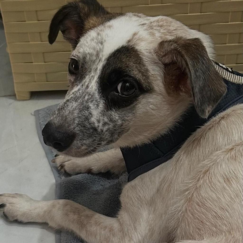 Piratinha, cadela de porte pequeno para adoção em Rio de Janeiro - RJ — foto 2 de 5