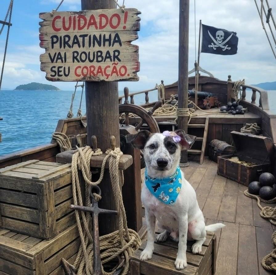 Piratinha, cadela de porte pequeno para adoção em Rio de Janeiro - RJ — foto 3 de 5