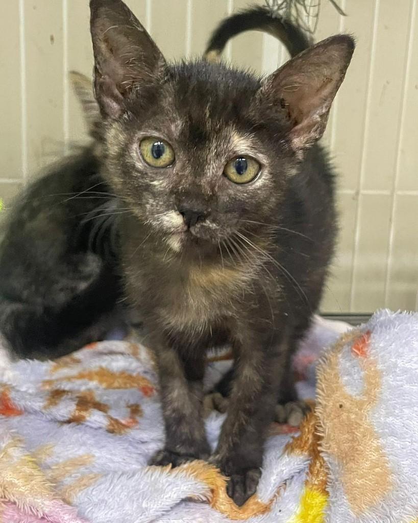 Escaminha, gata de porte pequeno para adoção em Cianorte - PR
