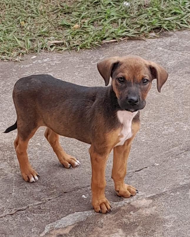 Mocinho, cachorro de porte pequeno para adoção em Cianorte - PR