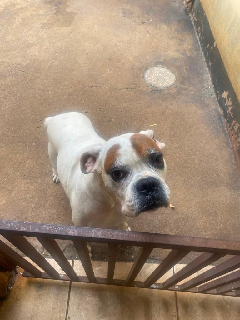 Thor, cachorro de porte grande para adoção em Ribeirão Preto - SP