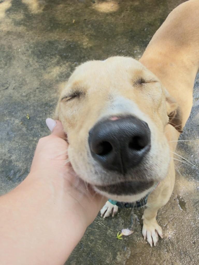Pipoca, cachorro de porte médio para adoção em Porto Alegre - RS
