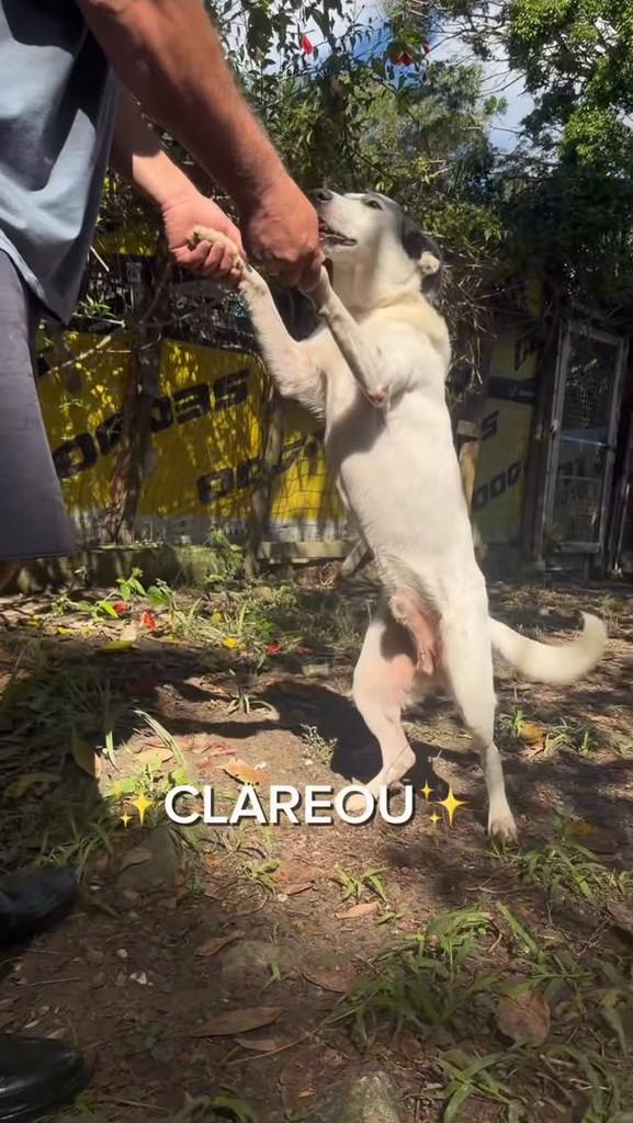 Pirata, cachorro de porte médio para adoção em Porto Alegre - RS