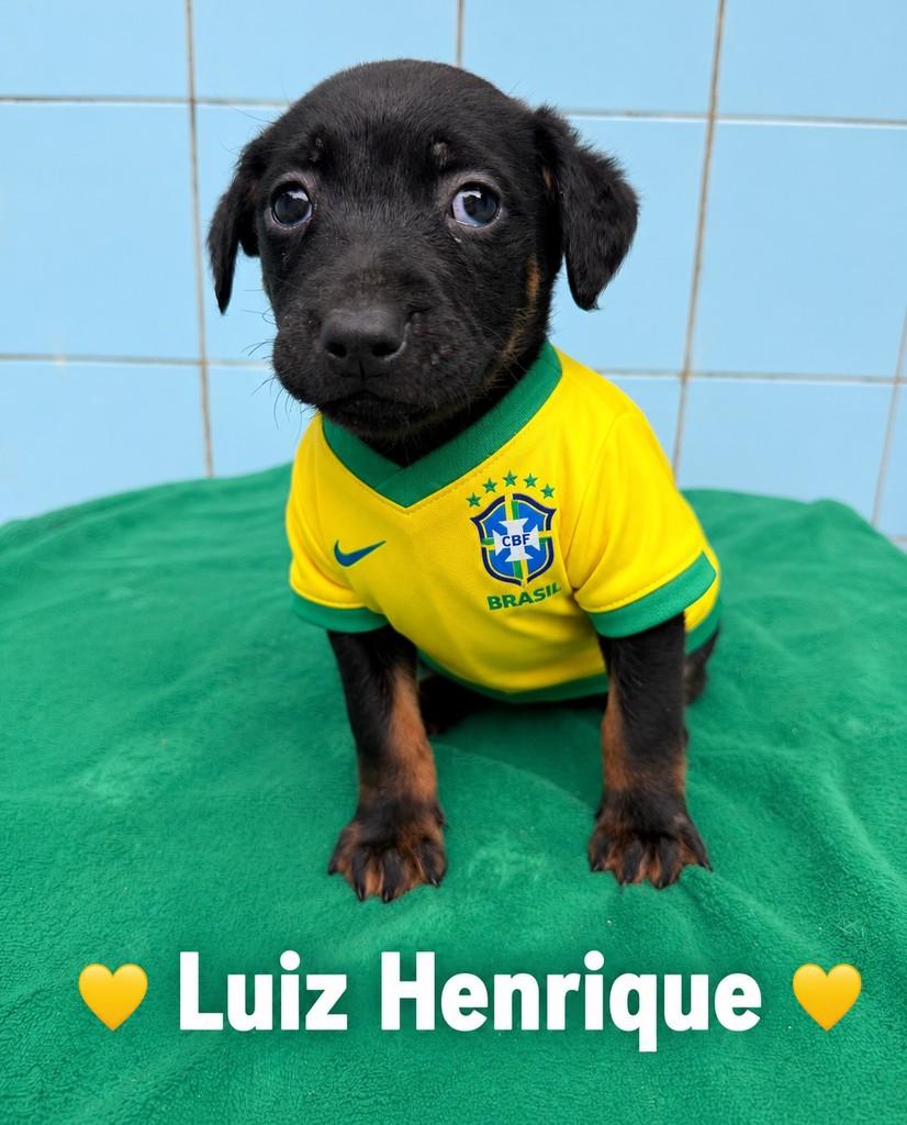 Luiz Henrique, cachorro de porte pequeno para adoção em Porto Alegre - RS