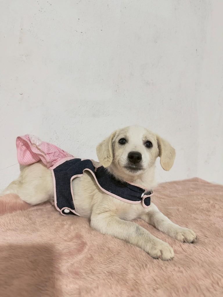 Branca, cadela de porte médio para adoção em Guarujá - SP