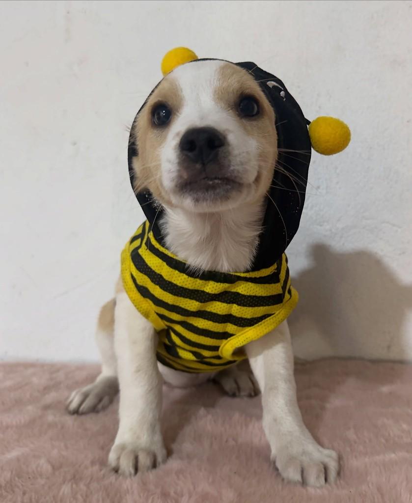 Abelhinha, cachorro de porte médio para adoção em Porto Alegre - RS