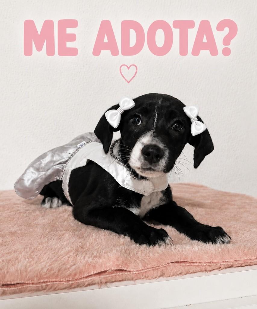 Lua, cachorro de porte pequeno para adoção em Porto Alegre - RS