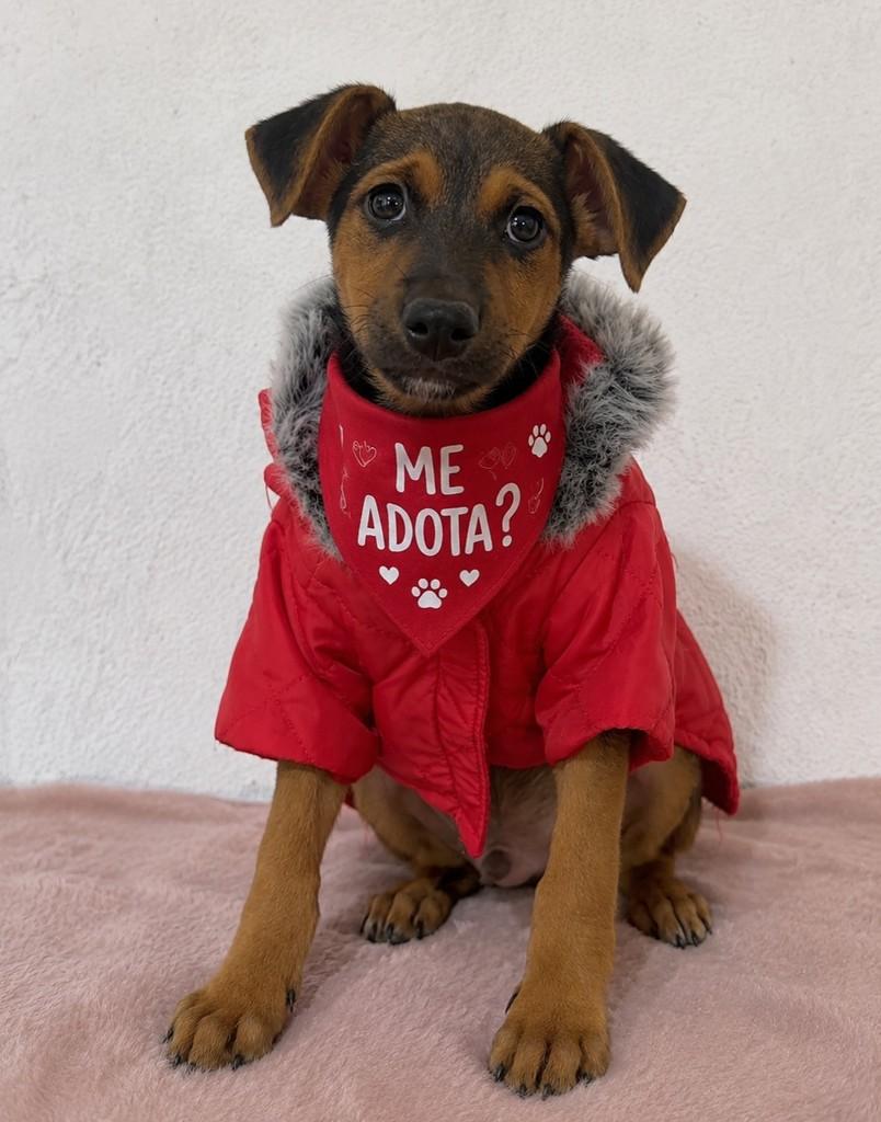 Juninho, cachorro de porte médio para adoção em Porto Alegre - RS
