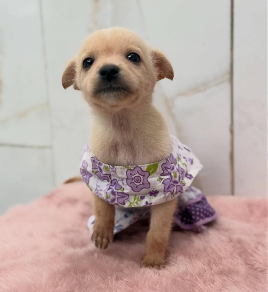 Mini Babys, cachorro de porte pequeno para adoção em Guarujá - SP
