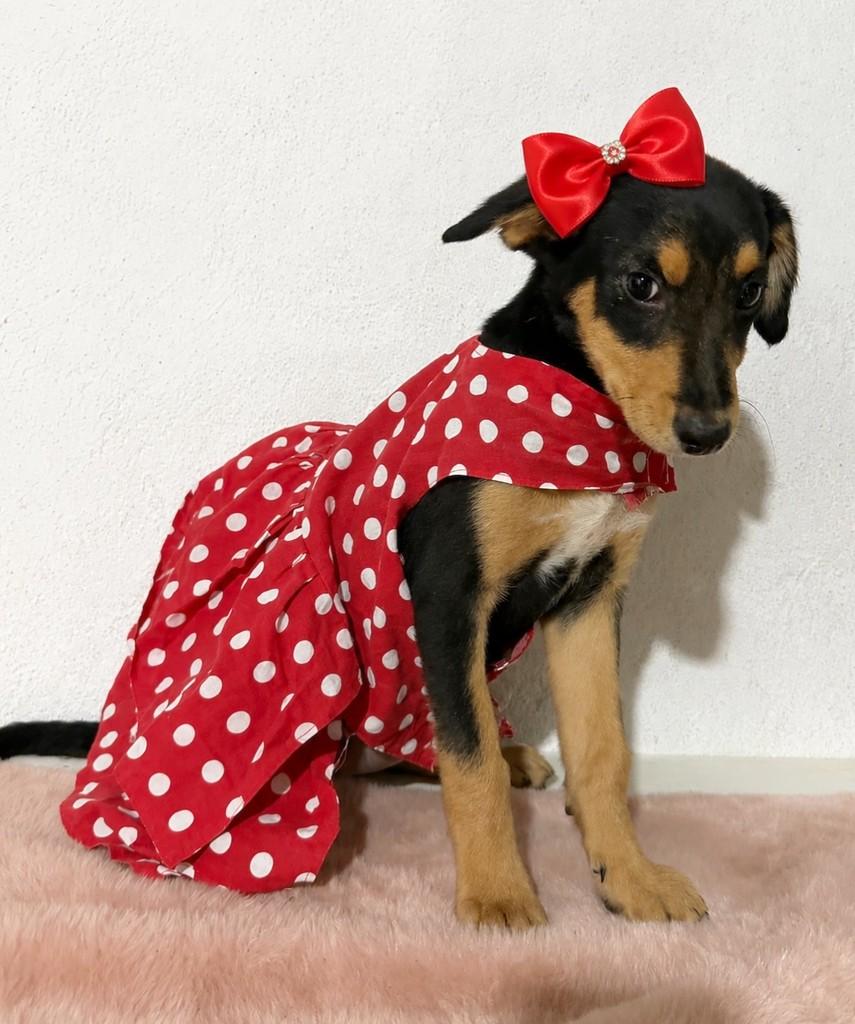 Menininha Meiga, cachorro de porte médio para adoção em Porto Alegre - RS