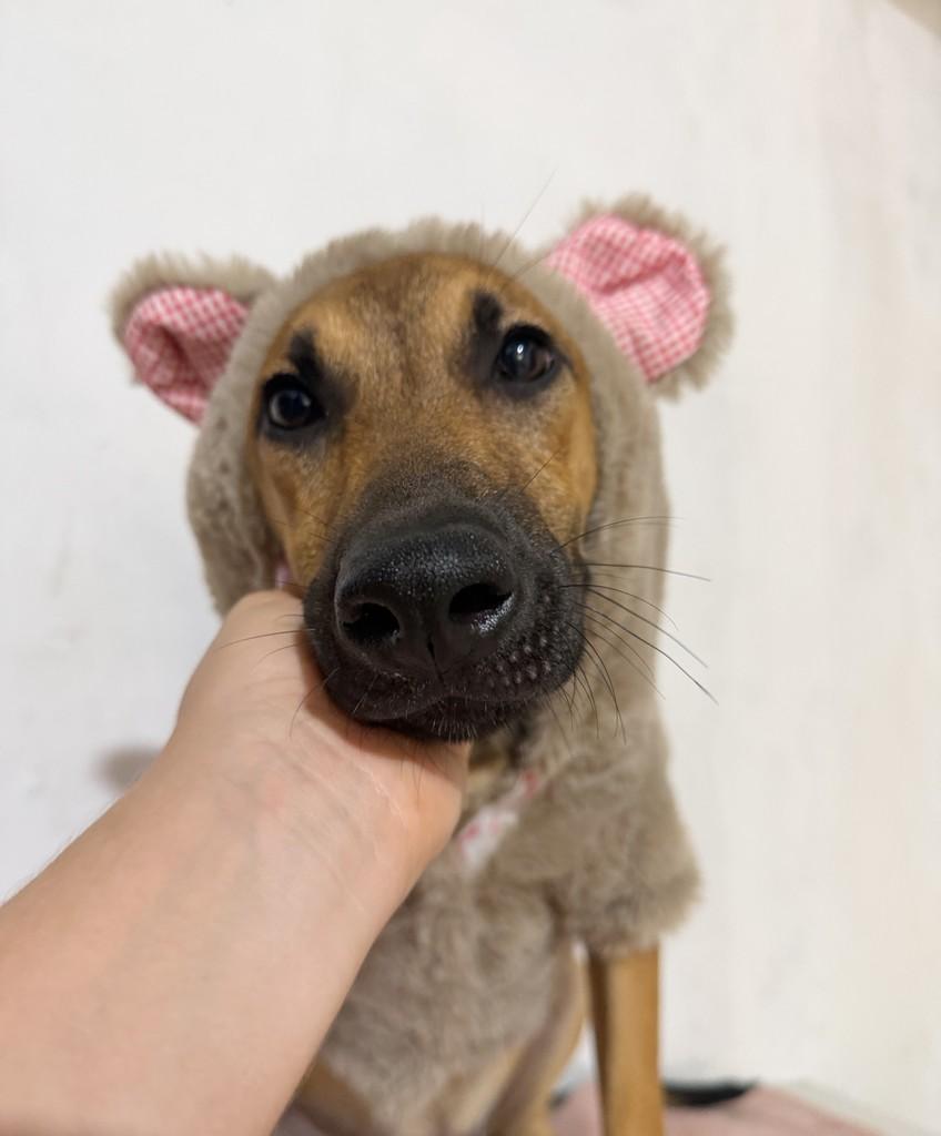 Apollo, cachorro de porte pequeno para adoção em Porto Alegre - RS