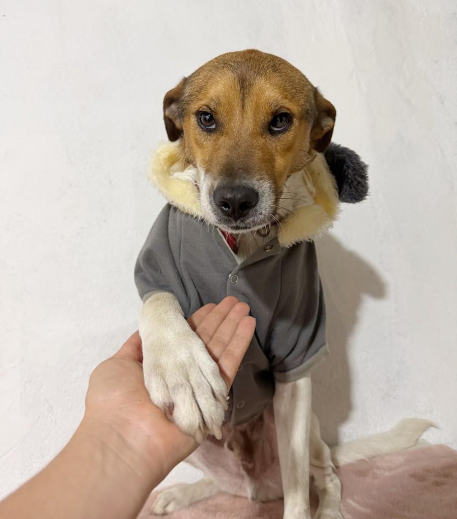 Máscara, cachorro de porte médio para adoção em Porto Alegre - RS