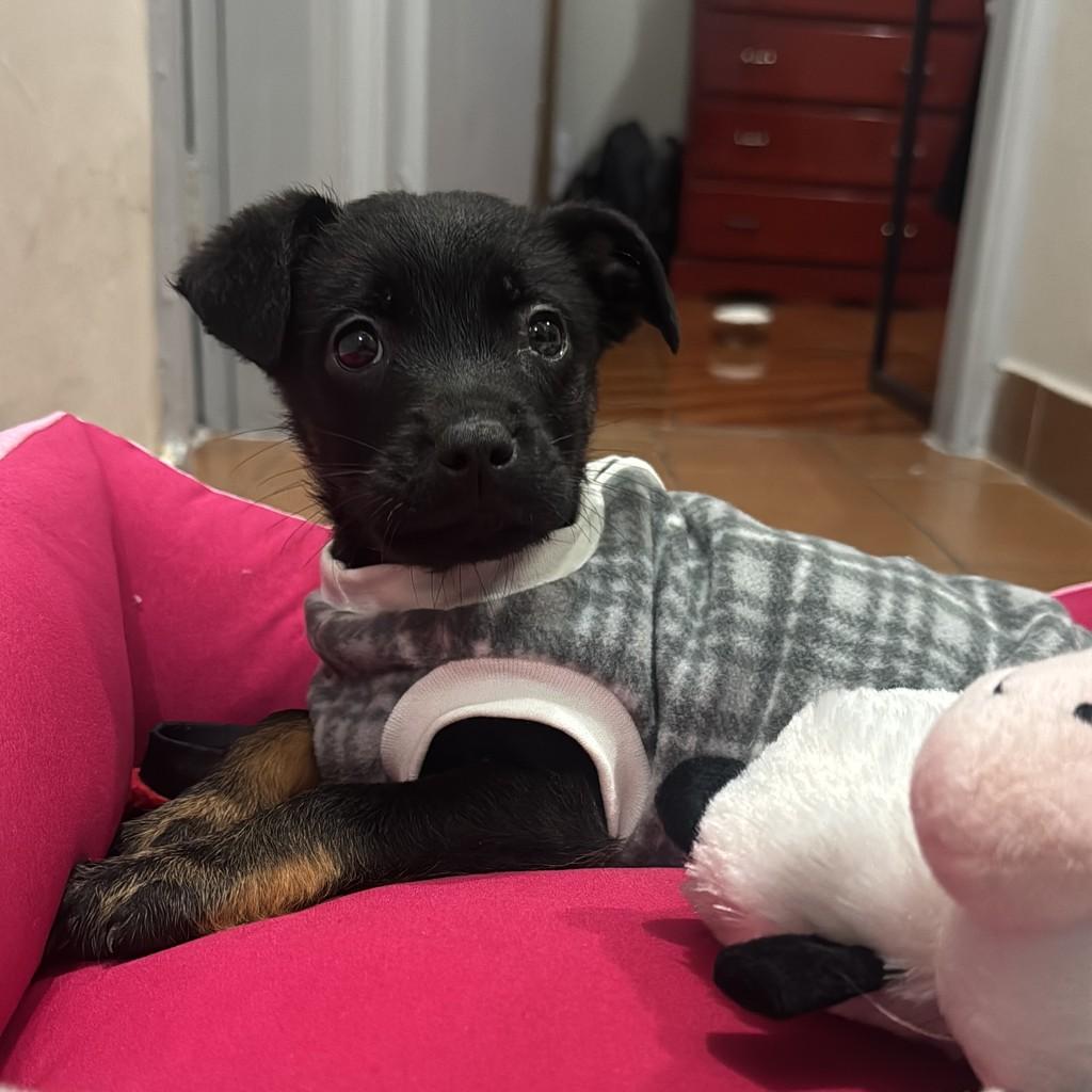 Bella, cachorro de porte pequeno para adoção em Porto Alegre - RS