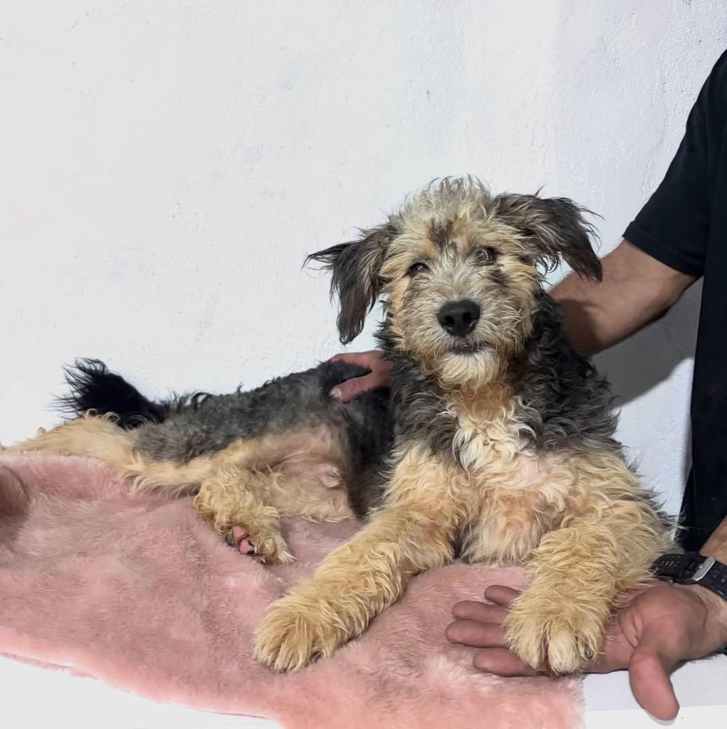 Tobias, cachorro de porte médio para adoção em Porto Alegre - RS