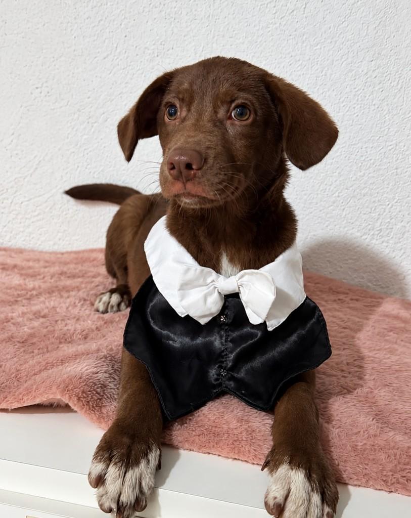 Todinho, cachorro de porte pequeno para adoção em Porto Alegre - RS