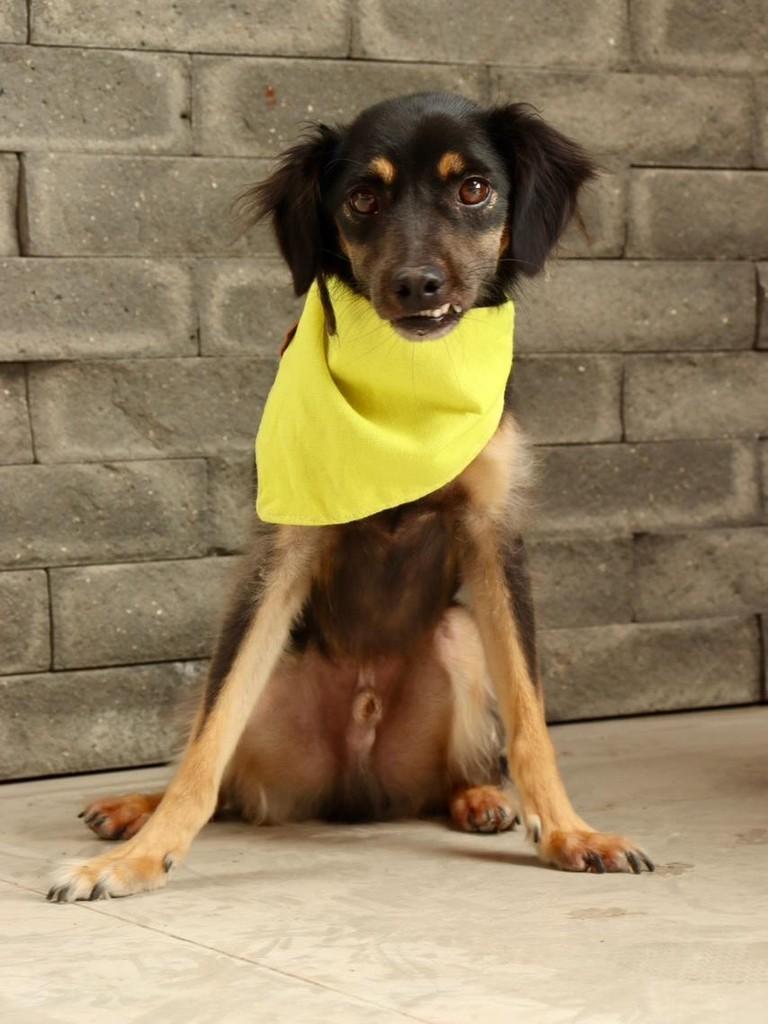 Buck, cachorro de porte médio para adoção em João Monlevade - MG