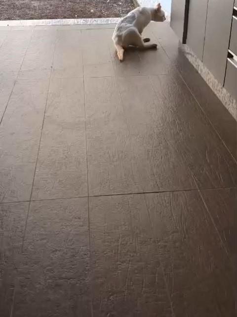 Xavier, gato de porte pequeno para adoção em João Monlevade - MG