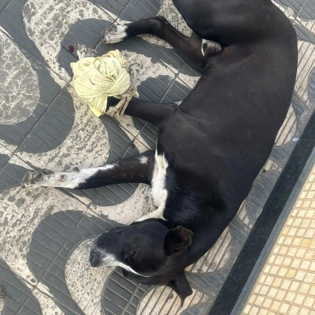 Lipe, cachorro de porte médio para adoção em João Monlevade - MG