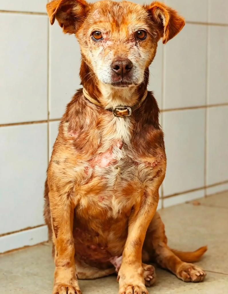 Bob, cachorro de porte pequeno para adoção em João Monlevade - MG