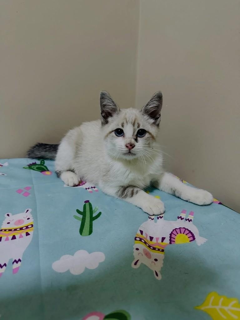 Fui, gato de porte pequeno para adoção em João Monlevade - MG