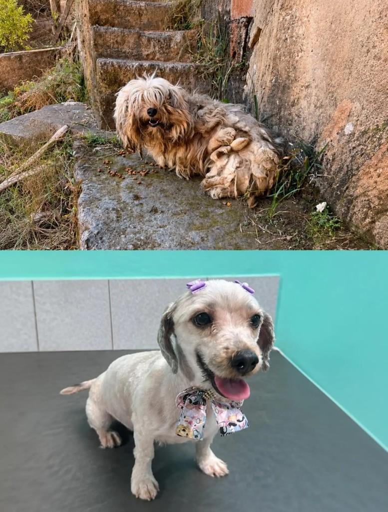 Belinha, cachorro de porte pequeno para adoção em João Monlevade - MG