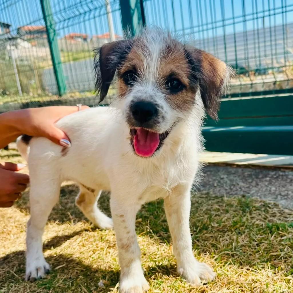 Fuzuê, cachorro de porte pequeno para adoção em João Monlevade - MG