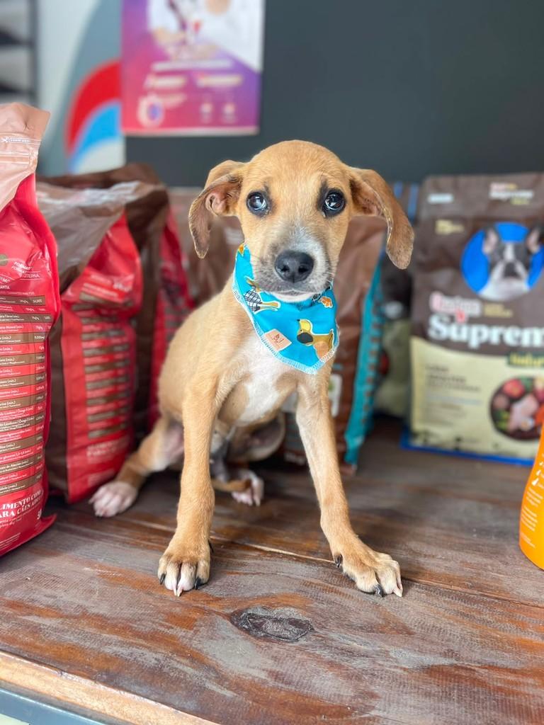 Novinho, cachorro de porte pequeno para adoção em João Monlevade - MG